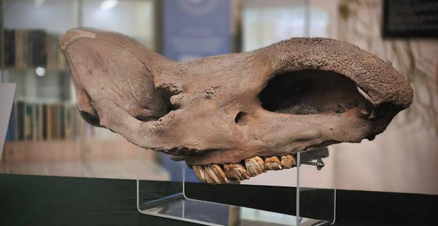 Череп шерстистого носорога пополнил музейную коллекцию