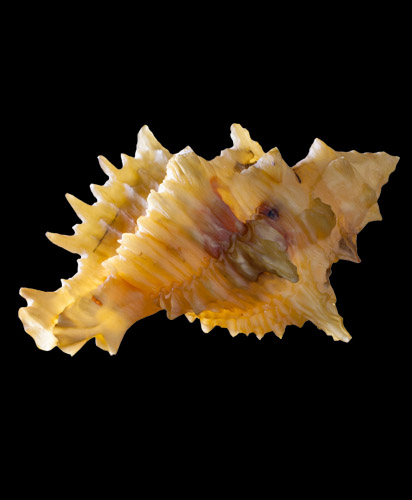 Раковина морского моллюска мурекса