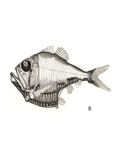 Рыба-топорик Argyropelecus olfersi (Cuvier, 1829)