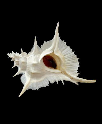 Мурекс алебастровый Siratus alabaster Reeve, 1845