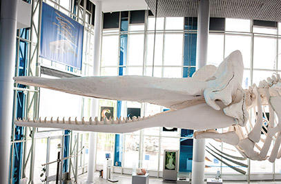 Главный корпус Музея Мирового океана 