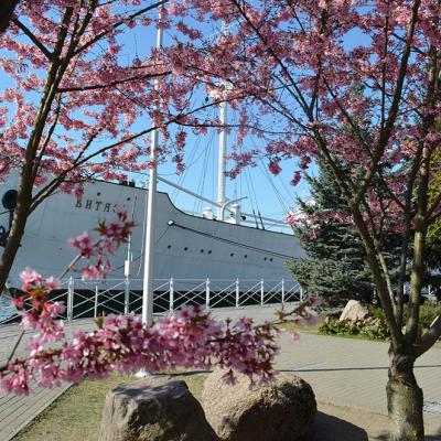 НИС «Витязь» и цветущая сакура на набережной Музея Мирового океана